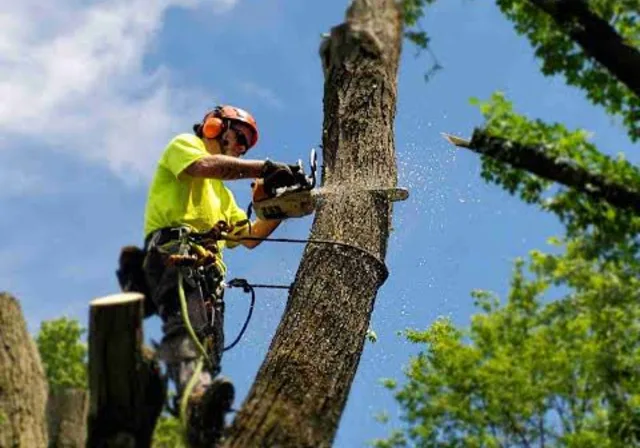 Land Clearing & Tree Removal in Central Alabama | Cahaba Land Services
